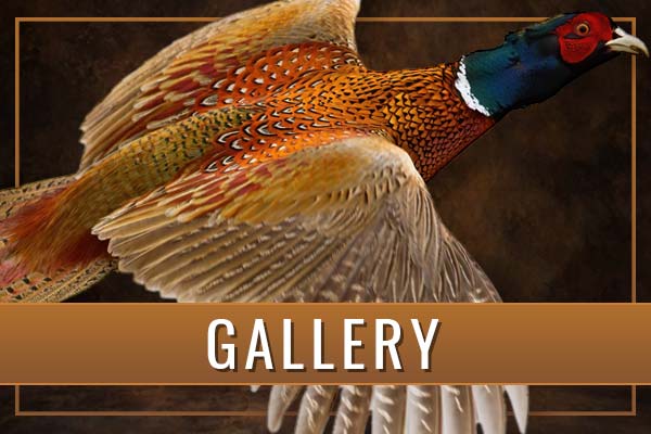 Photo Gallery Sportsman’s Studios Photo Gallery